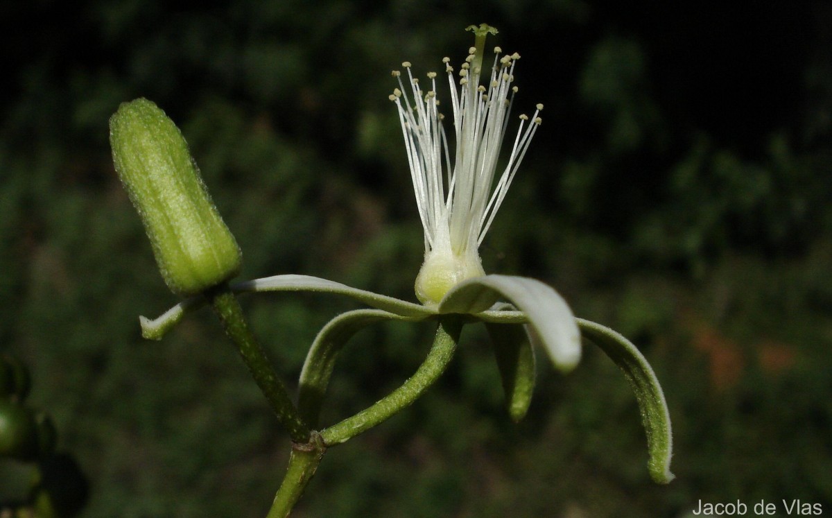 Grewia bracteata Roth